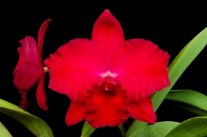 Rhyncholaeliocattleya Very Vermillion Nick's Jewel AM/AOS 83 pts.